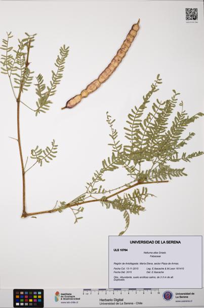 Neltuma alba [Espécimen: ULS:ULS:0010764]