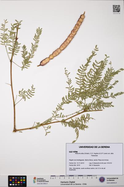 Neltuma alba var. alba [Espécimen: ULS:ULS:0010764]