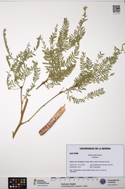 Neltuma alba [Espécimen: ULS:ULS:0010765]