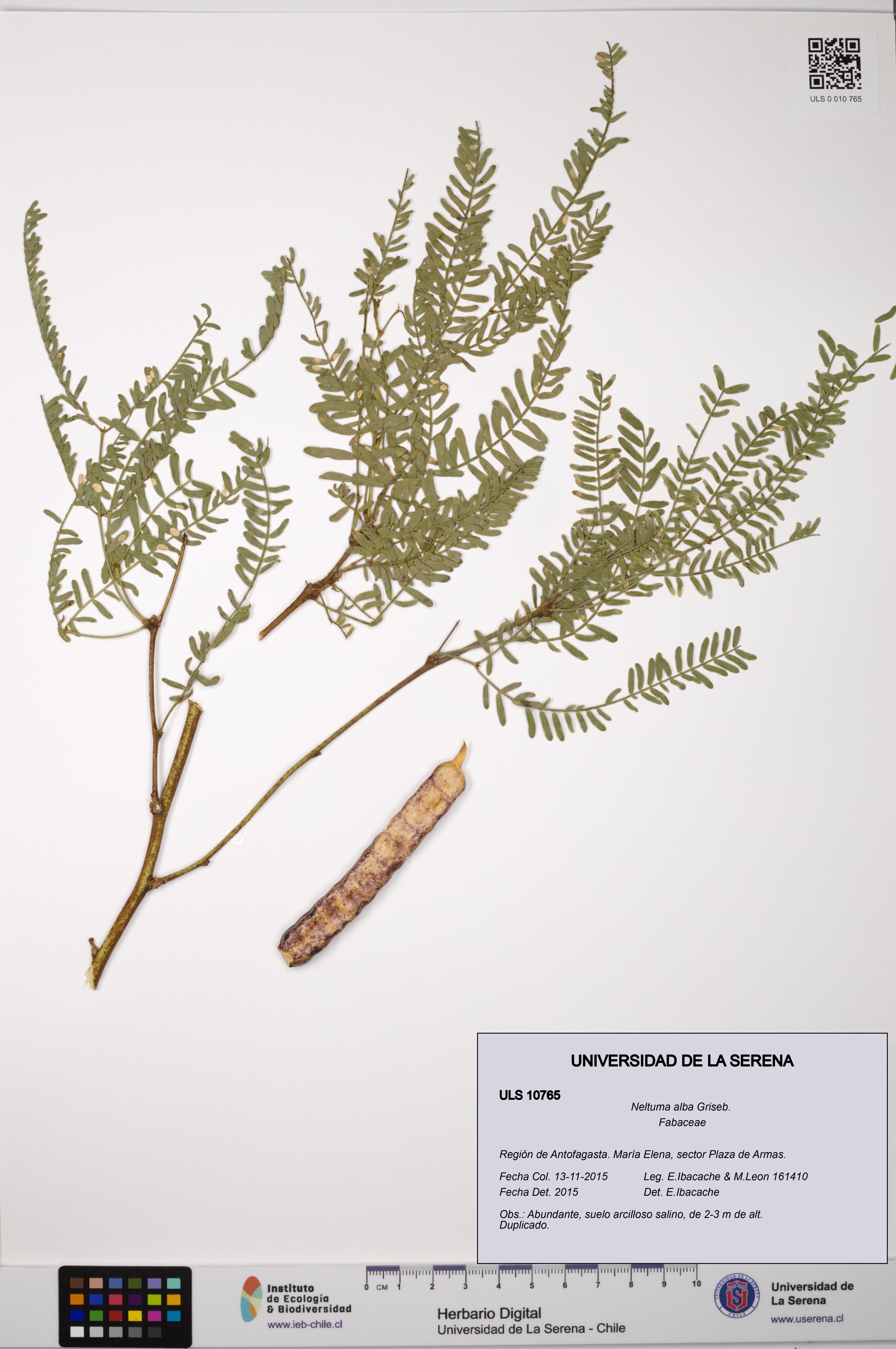 Neltuma alba [Espécimen: ULS:ULS:0010765]