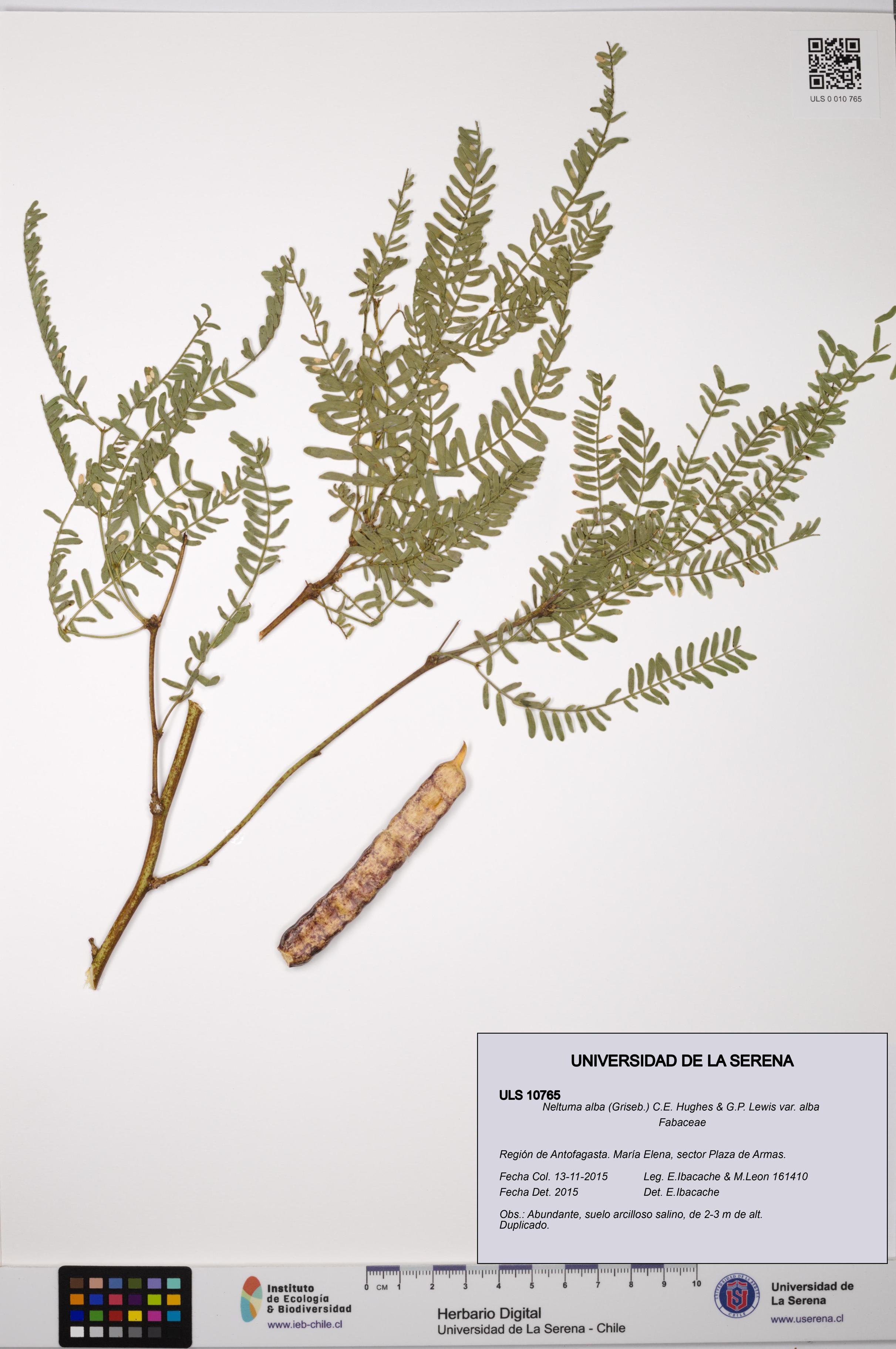 Neltuma alba var. alba [Espécimen: ULS:ULS:0010765]