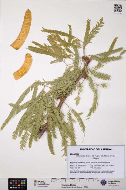 Neltuma alba var. alba [Espécimen: ULS:ULS:0010766]