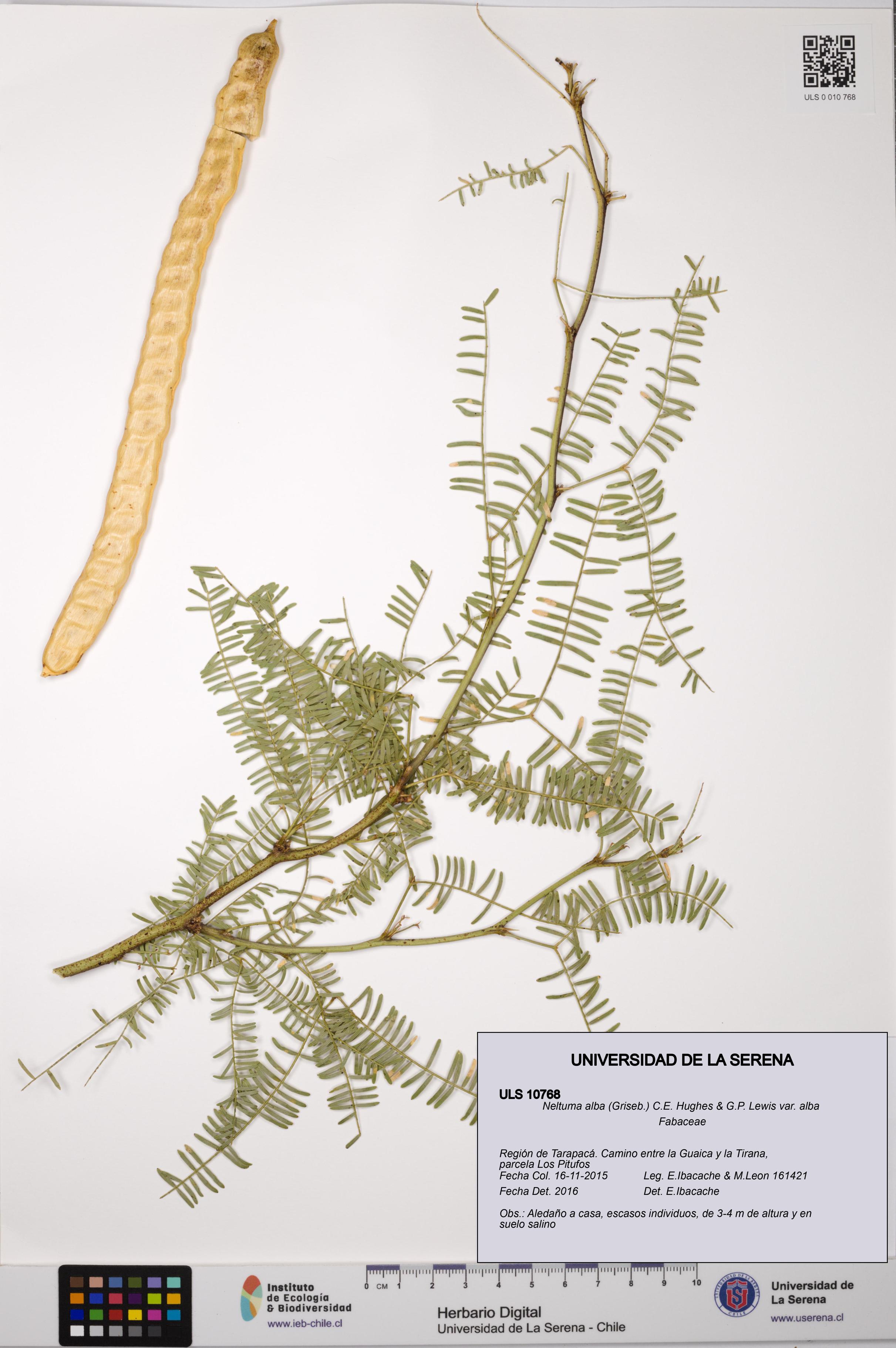 Neltuma alba var. alba [Espécimen: ULS:ULS:0010768]