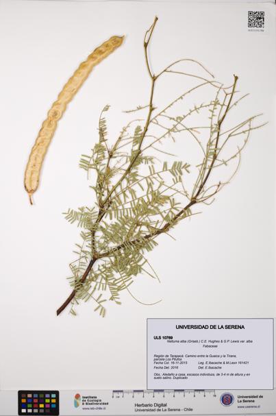 Neltuma alba var. alba [Espécimen: ULS:ULS:0010769]