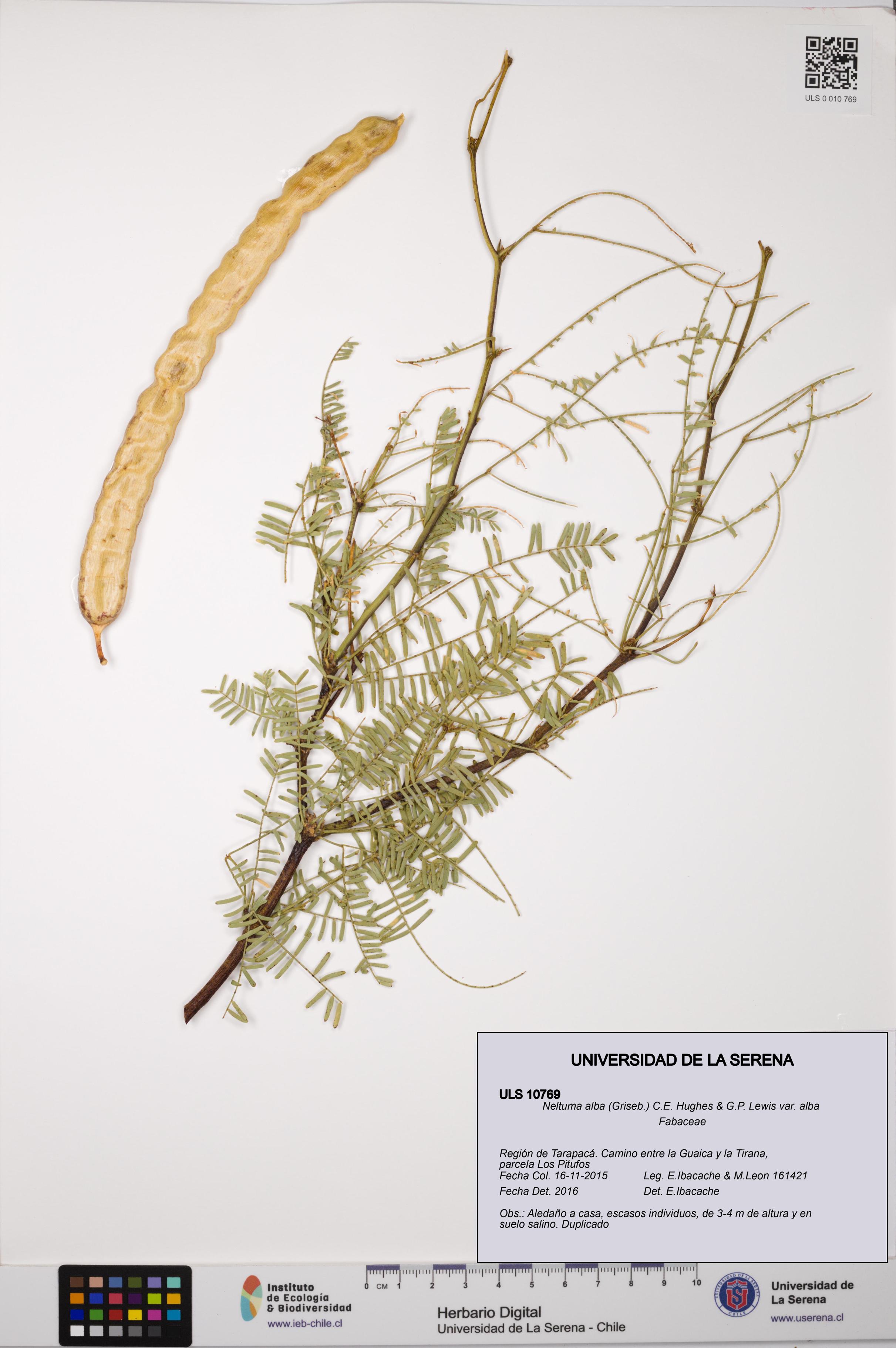 Neltuma alba var. alba [Espécimen: ULS:ULS:0010769]