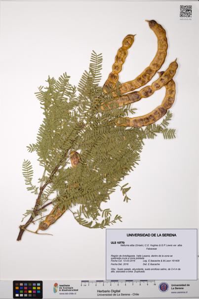 Neltuma alba var. alba [Espécimen: ULS:ULS:0010770]