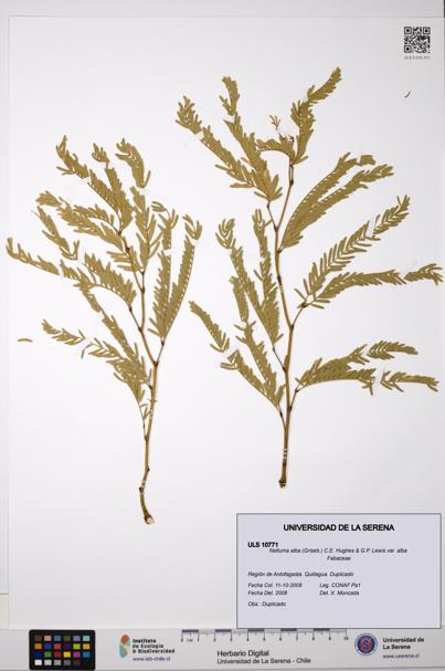 Neltuma alba var. alba [Espécimen: ULS:ULS:0010771]