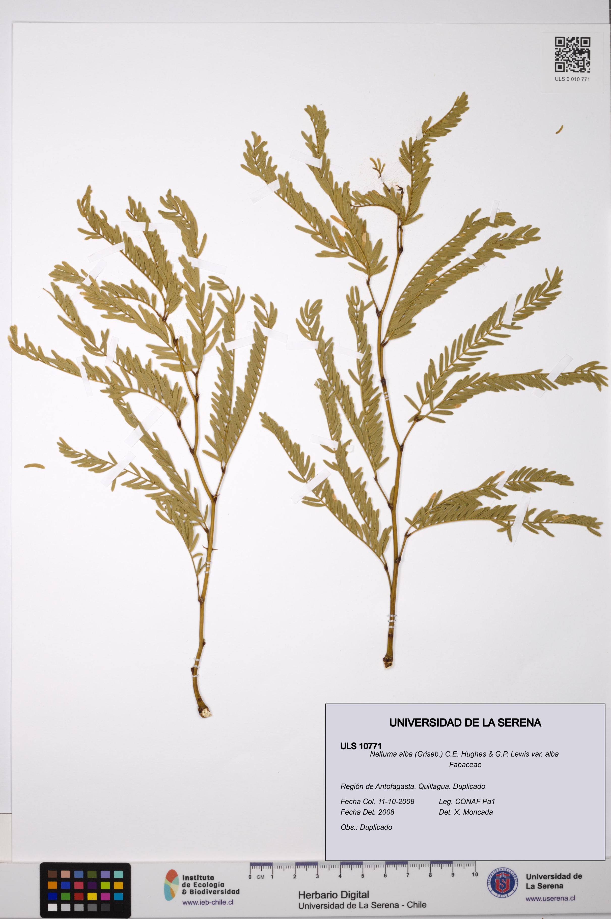 Neltuma alba var. alba [Espécimen: ULS:ULS:0010771]