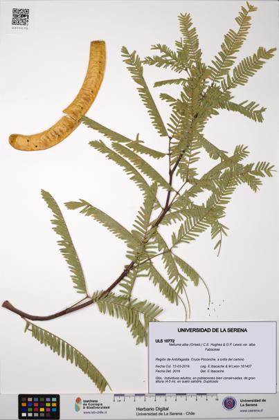 Neltuma alba var. alba [Espécimen: ULS:ULS:0010772]