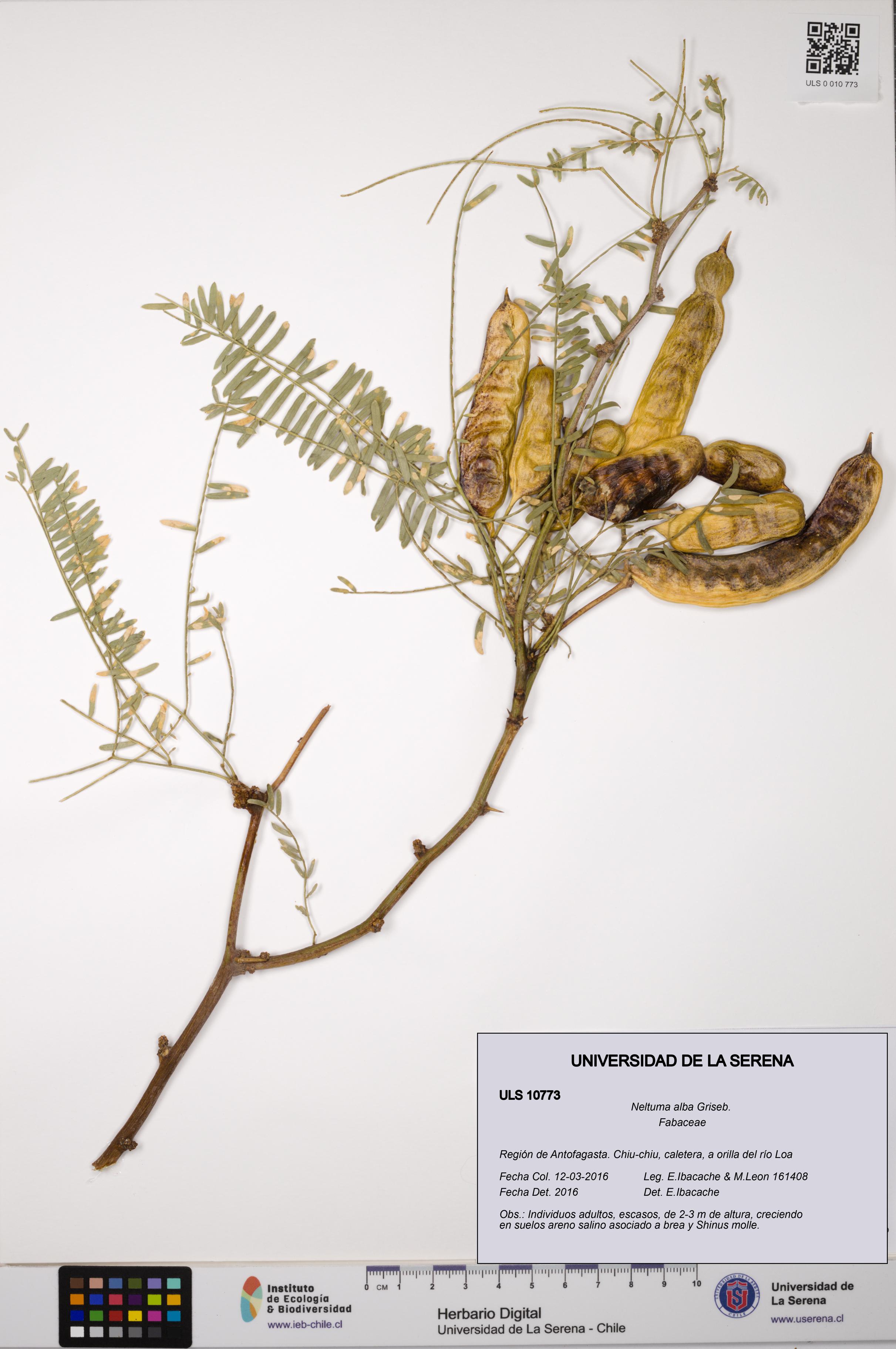 Neltuma alba [Espécimen: ULS:ULS:0010773]