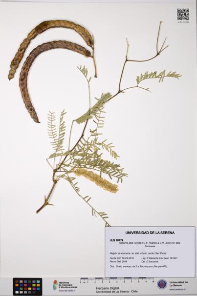 Neltuma alba var. alba [Espécimen: ULS:ULS:0010774]