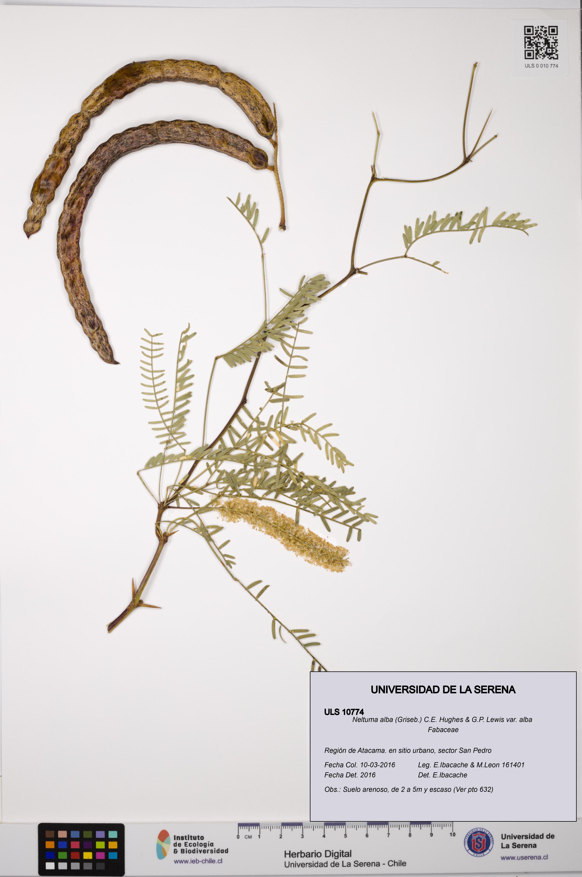 Neltuma alba var. alba [Espécimen: ULS:ULS:0010774]