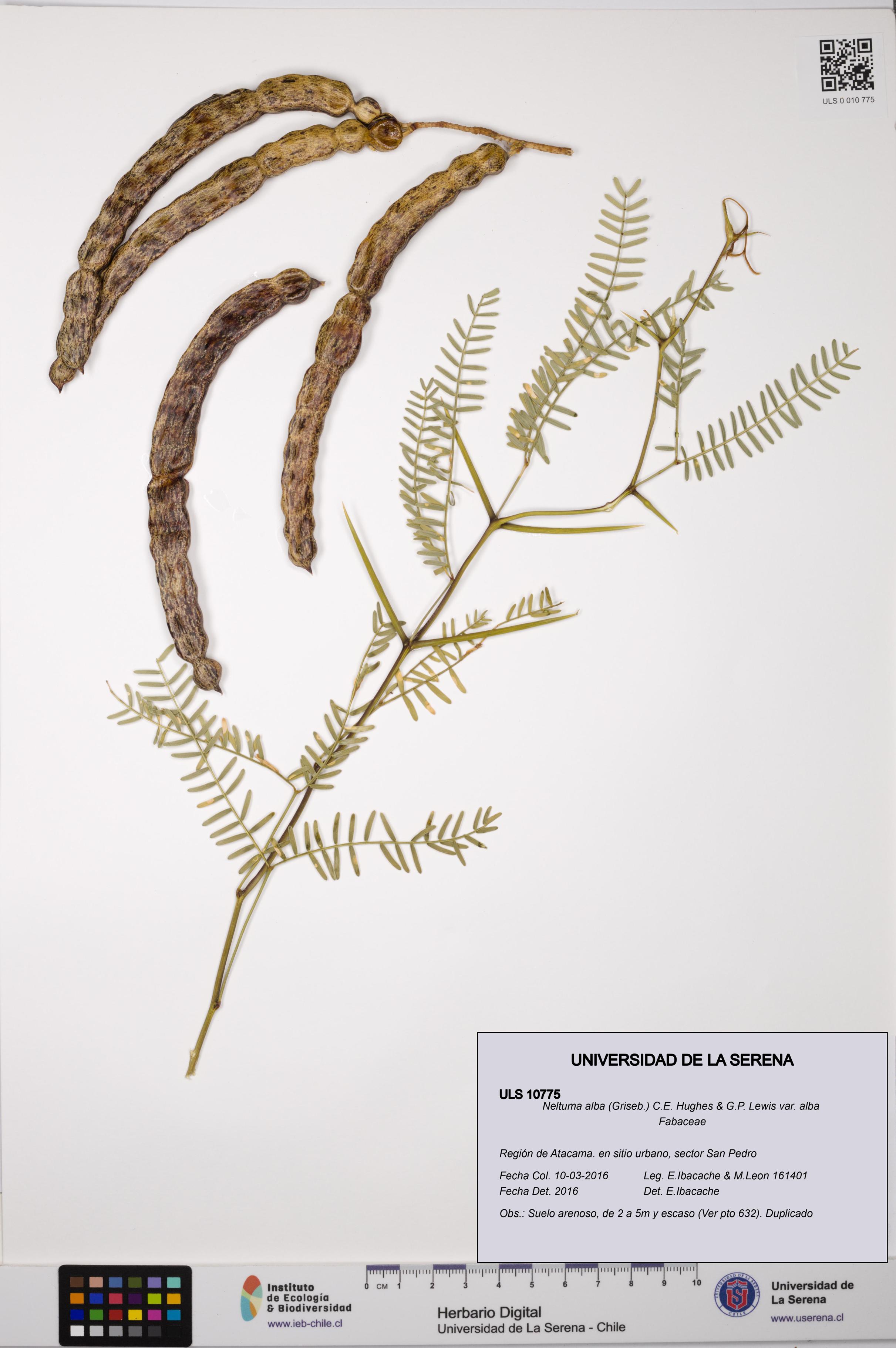 Neltuma alba var. alba [Espécimen: ULS:ULS:0010775]