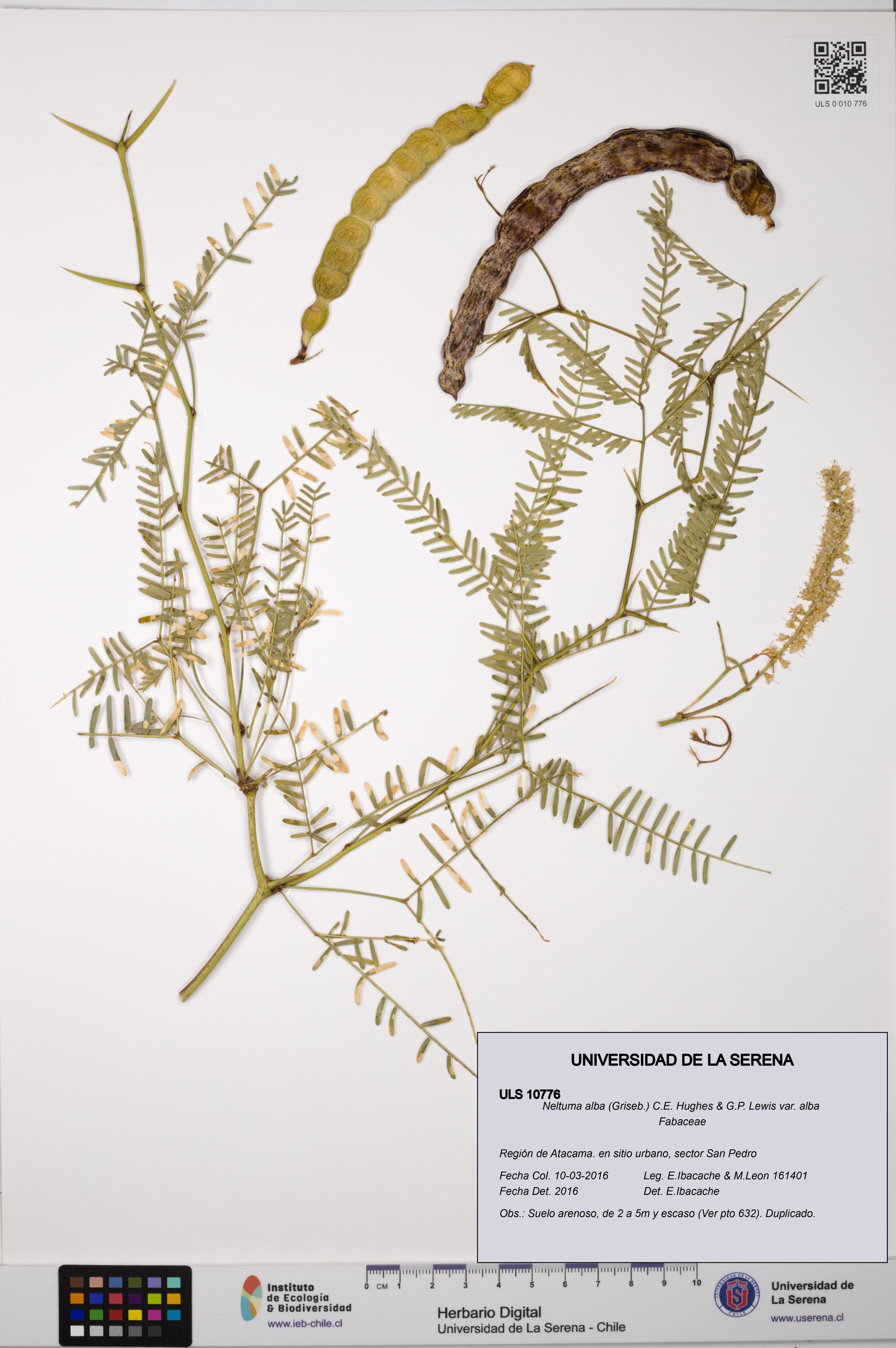 Neltuma alba var. alba [Espécimen: ULS:ULS:0010776]