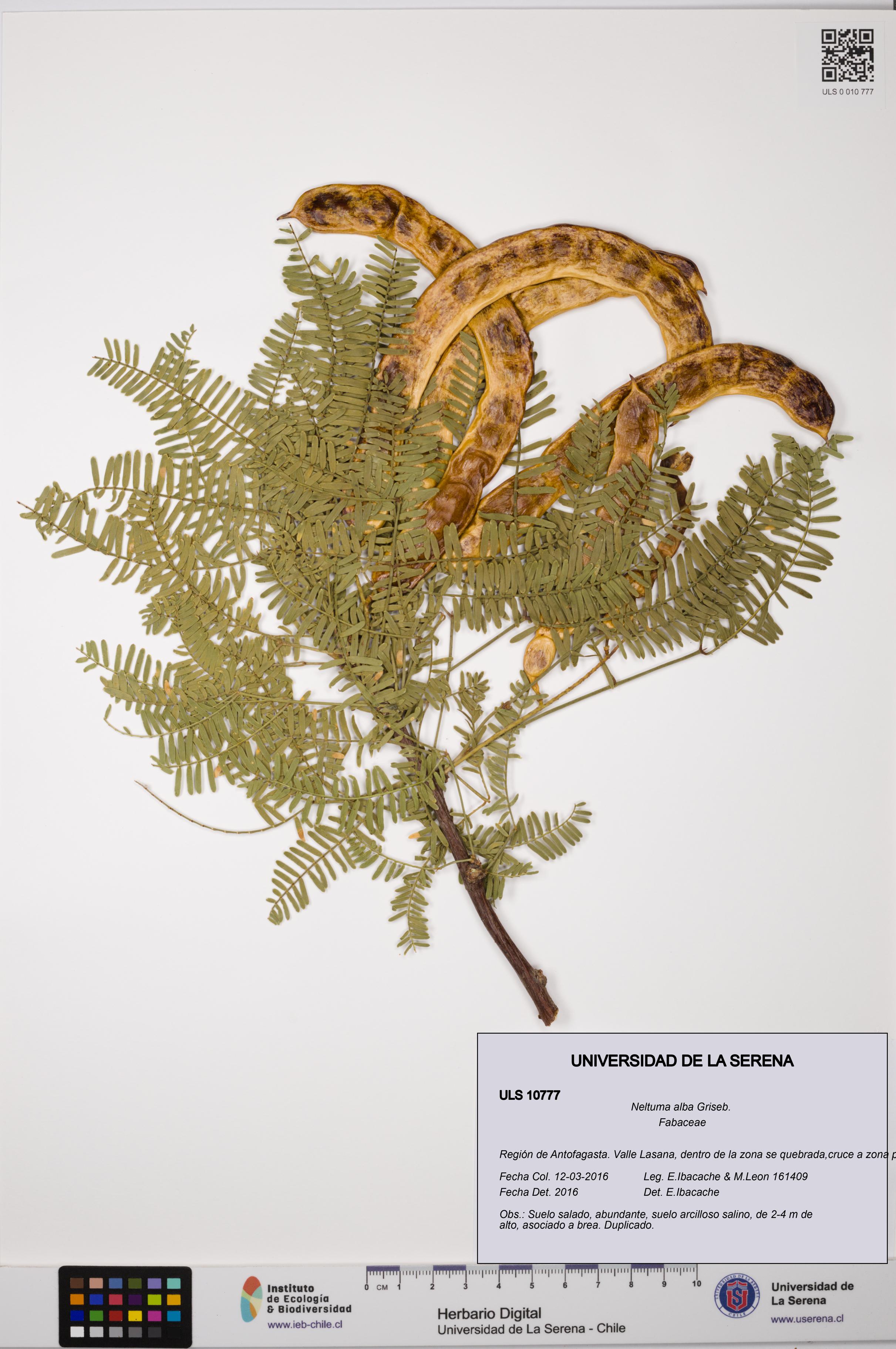 Neltuma alba [Espécimen: ULS:ULS:0010777]