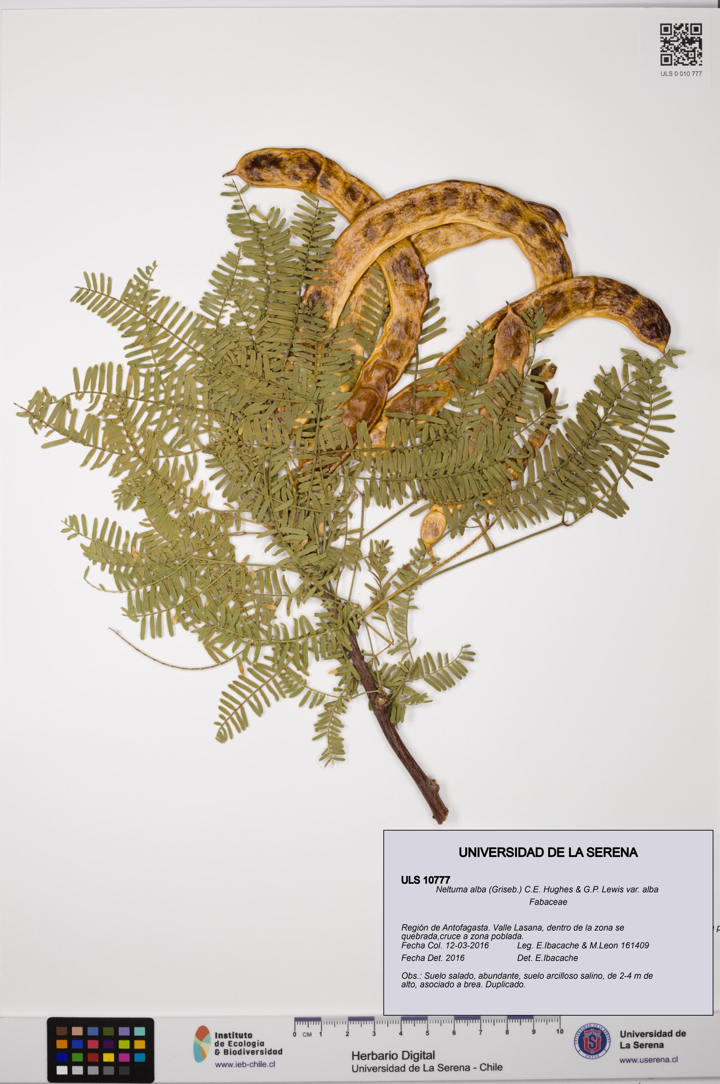 Neltuma alba var. alba [Espécimen: ULS:ULS:0010777]