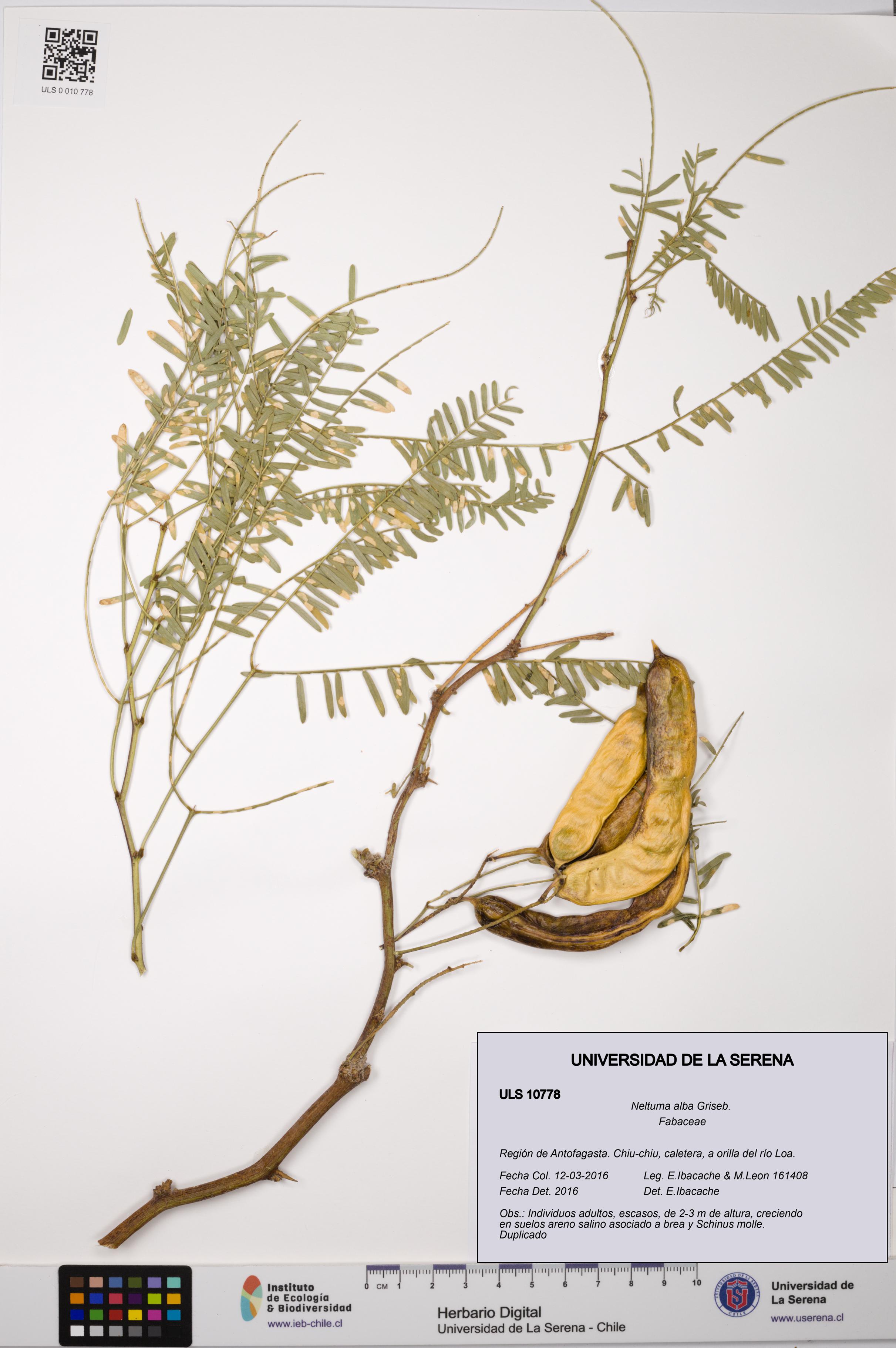 Neltuma alba [Espécimen: ULS:ULS:0010778]
