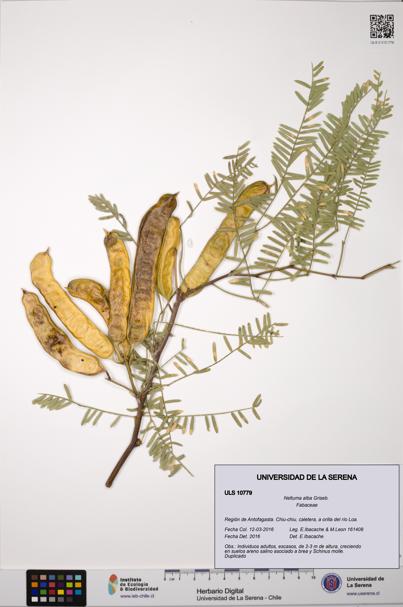 Neltuma alba [Espécimen: ULS:ULS:0010779]
