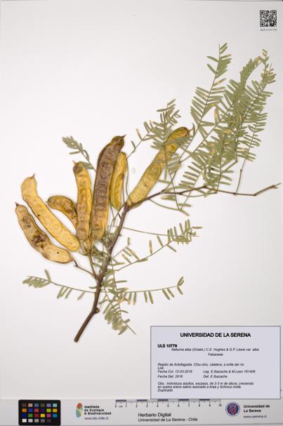 Neltuma alba var. alba [Espécimen: ULS:ULS:0010779]