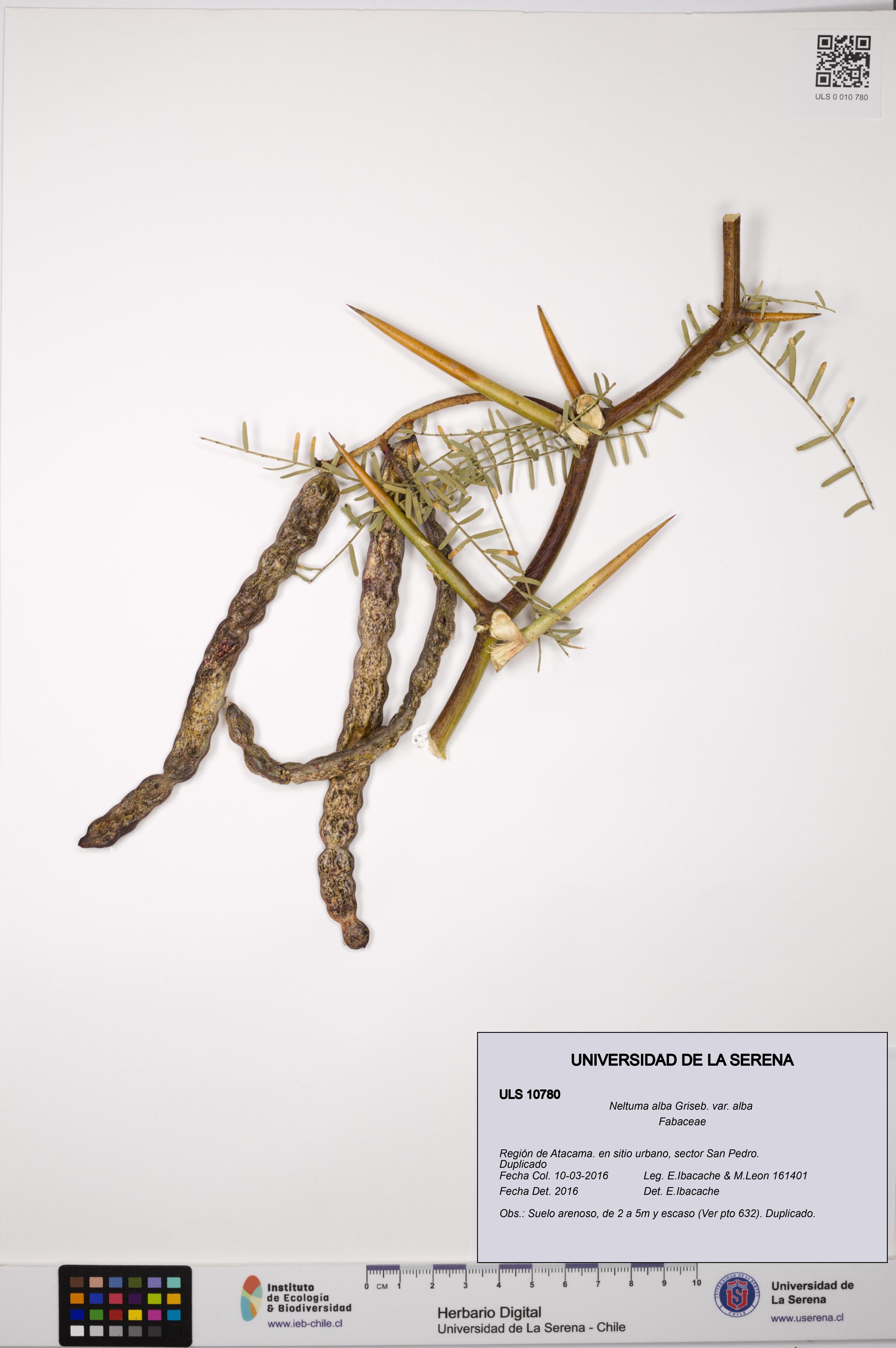 Neltuma alba var. alba [Espécimen: ULS:ULS:0010780]