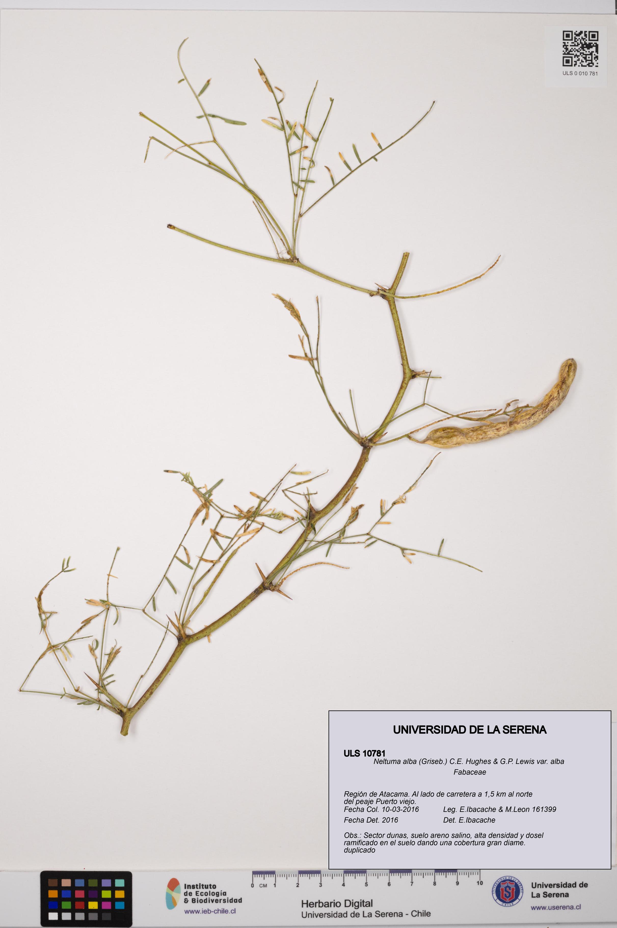 Neltuma alba var. alba [Espécimen: ULS:ULS:0010781]