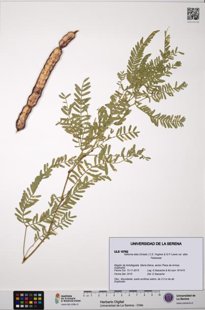 Neltuma alba var. alba [Espécimen: ULS:ULS:0010782]