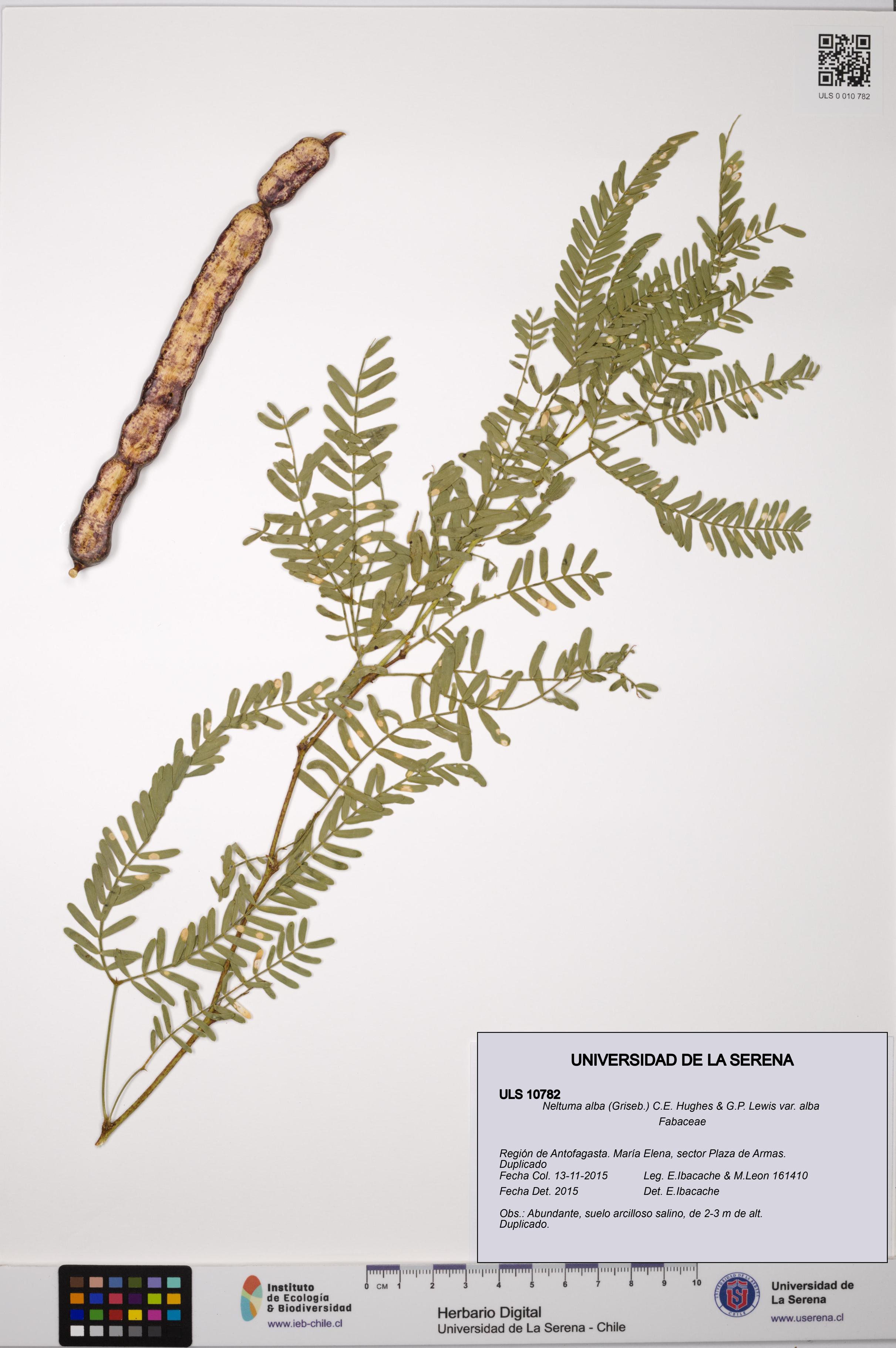 Neltuma alba var. alba [Espécimen: ULS:ULS:0010782]