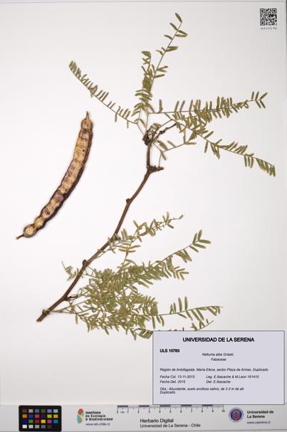Neltuma alba [Espécimen: ULS:ULS:0010783]