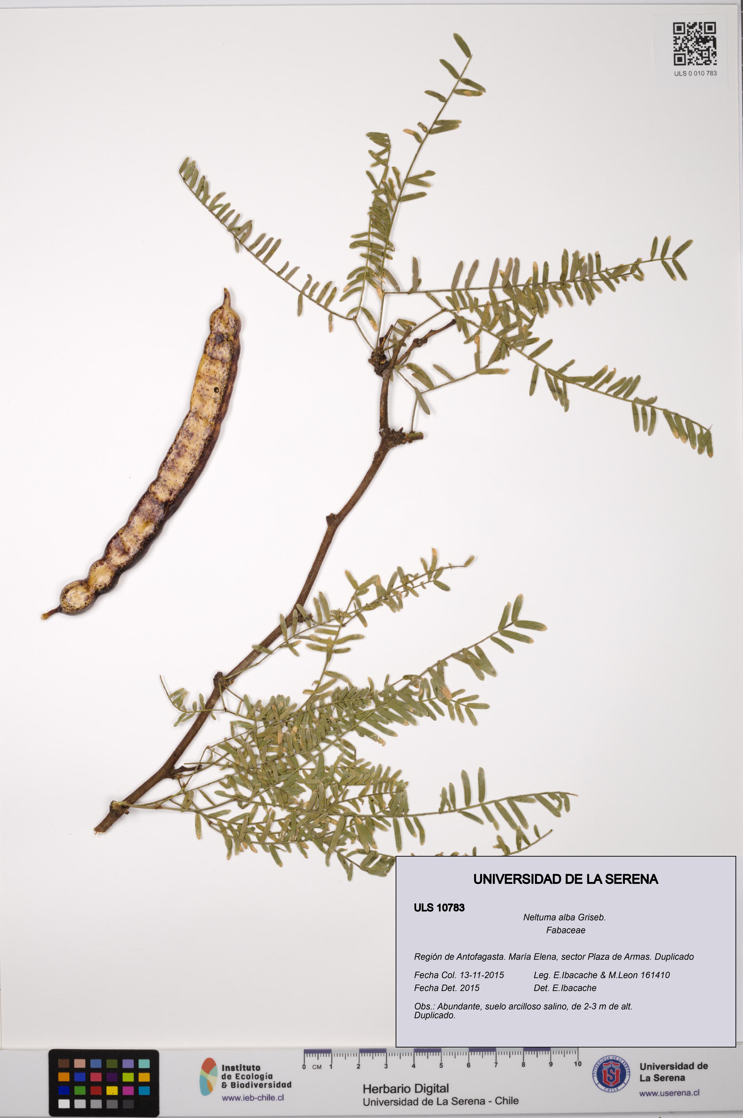 Neltuma alba [Espécimen: ULS:ULS:0010783]