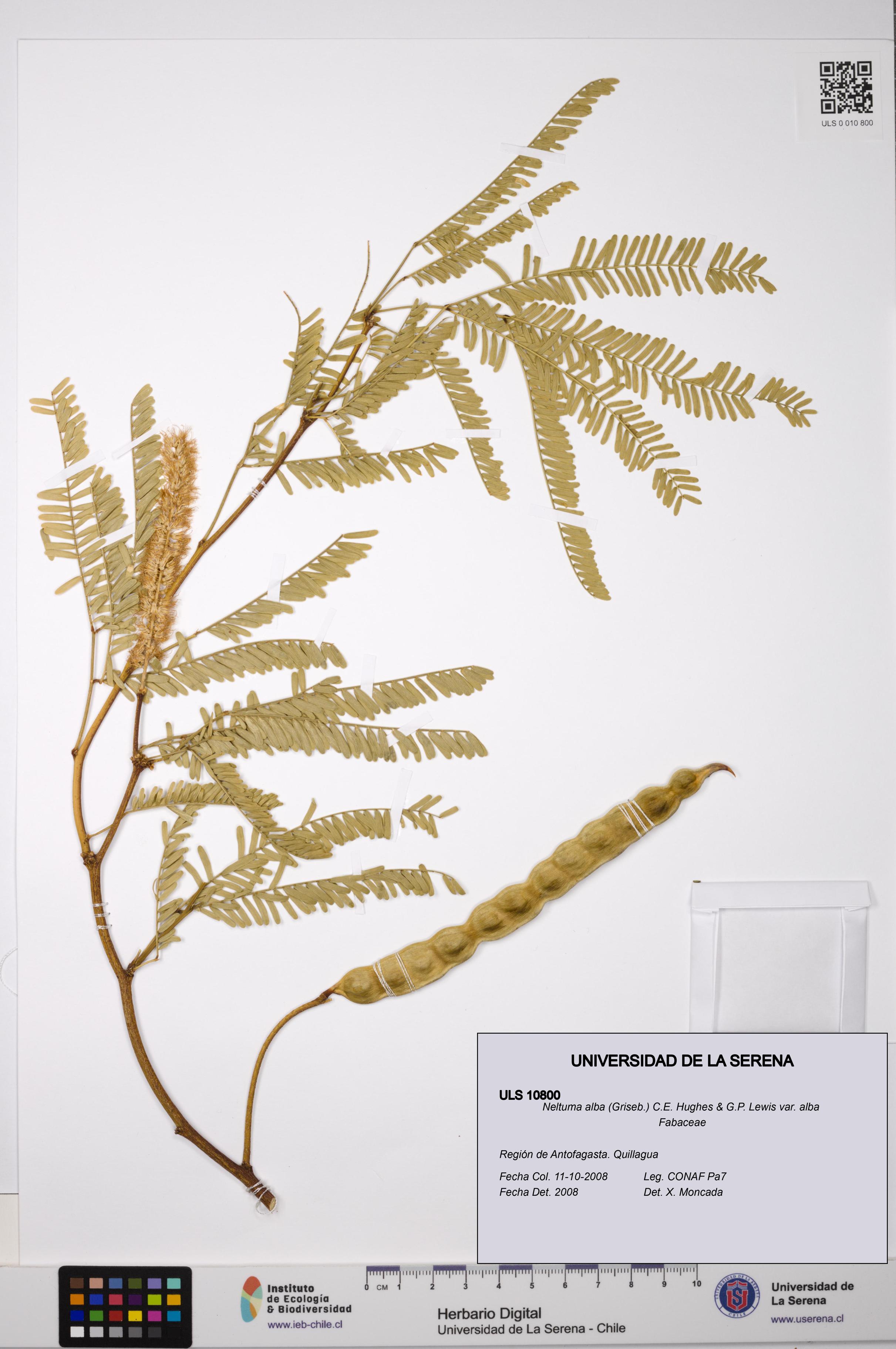Neltuma alba var. alba [Espécimen: ULS:ULS:0010800]