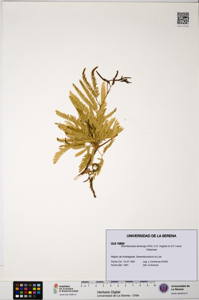 Strombocarpa tamarugo [Espécimen: ULS:ULS:0010833]