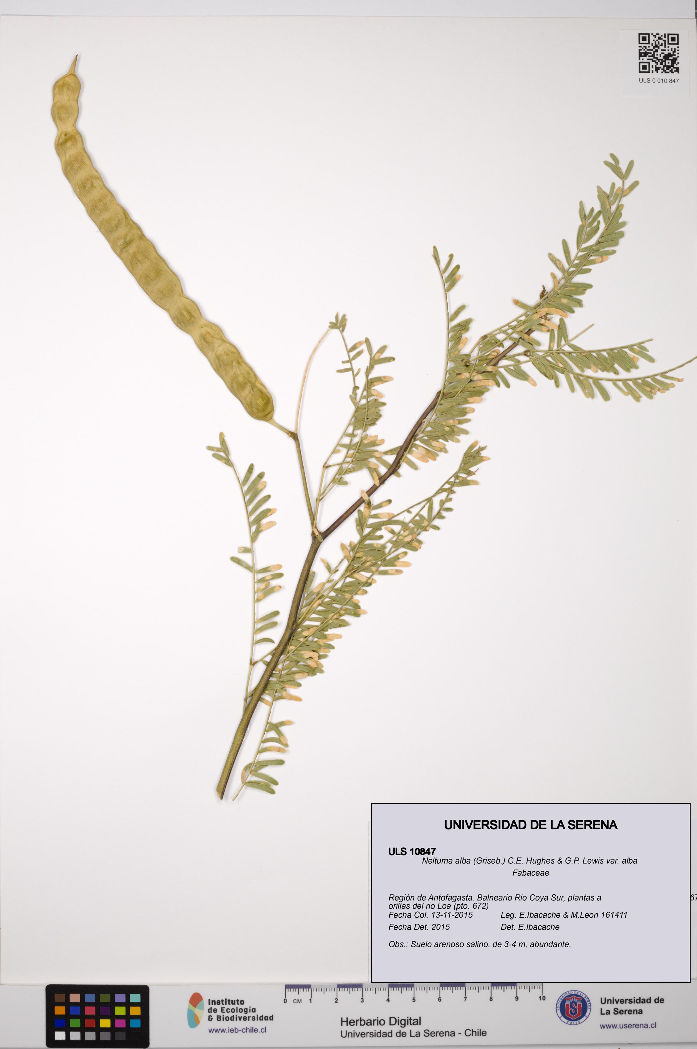 Neltuma alba var. alba [Espécimen: ULS:ULS:0010847]