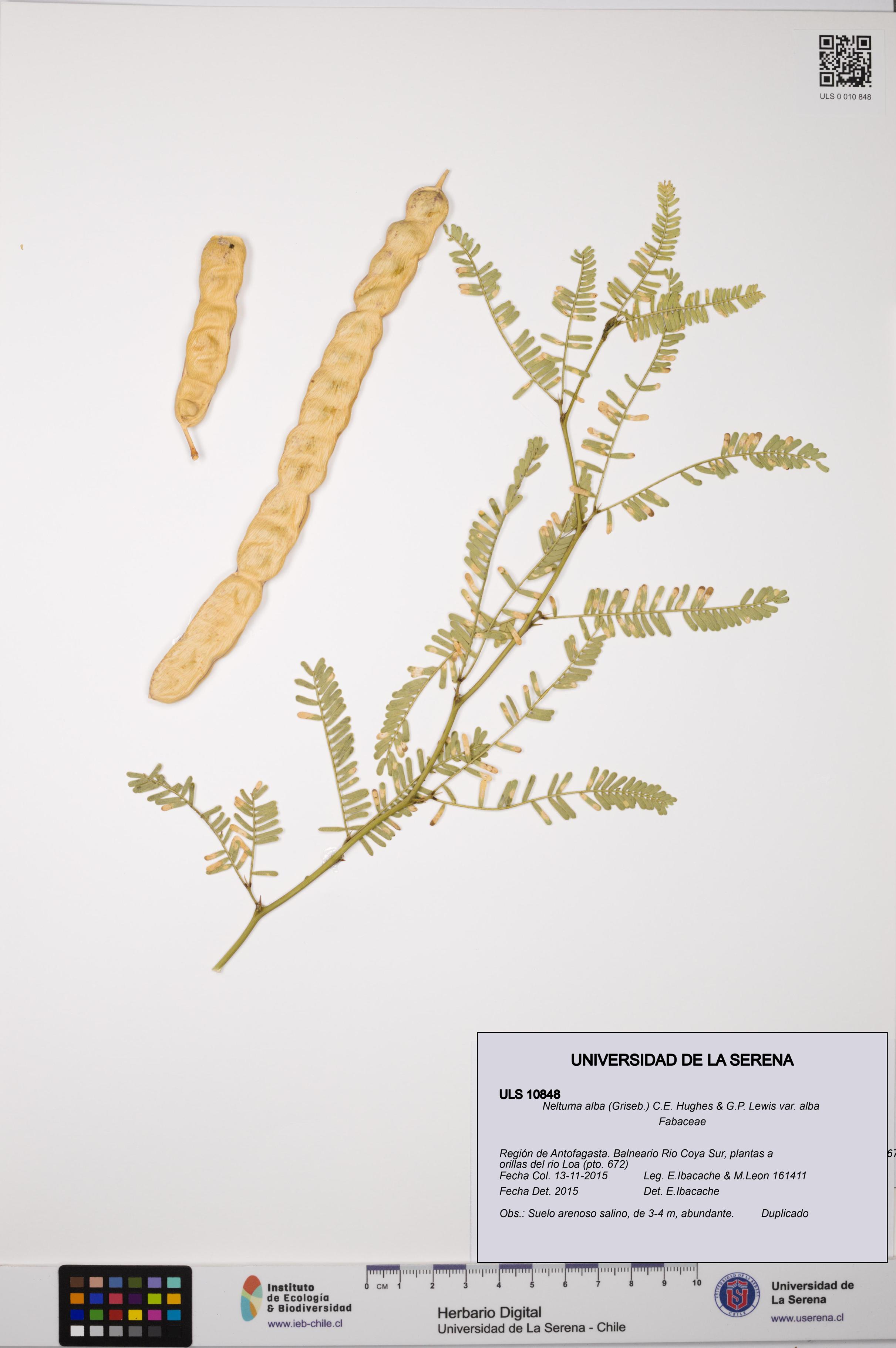 Neltuma alba var. alba [Espécimen: ULS:ULS:0010848]
