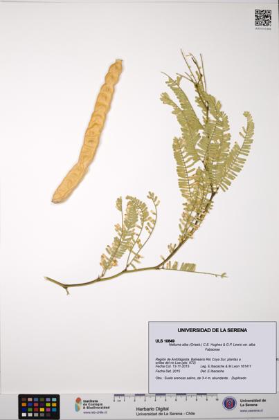 Neltuma alba var. alba [Espécimen: ULS:ULS:0010849]