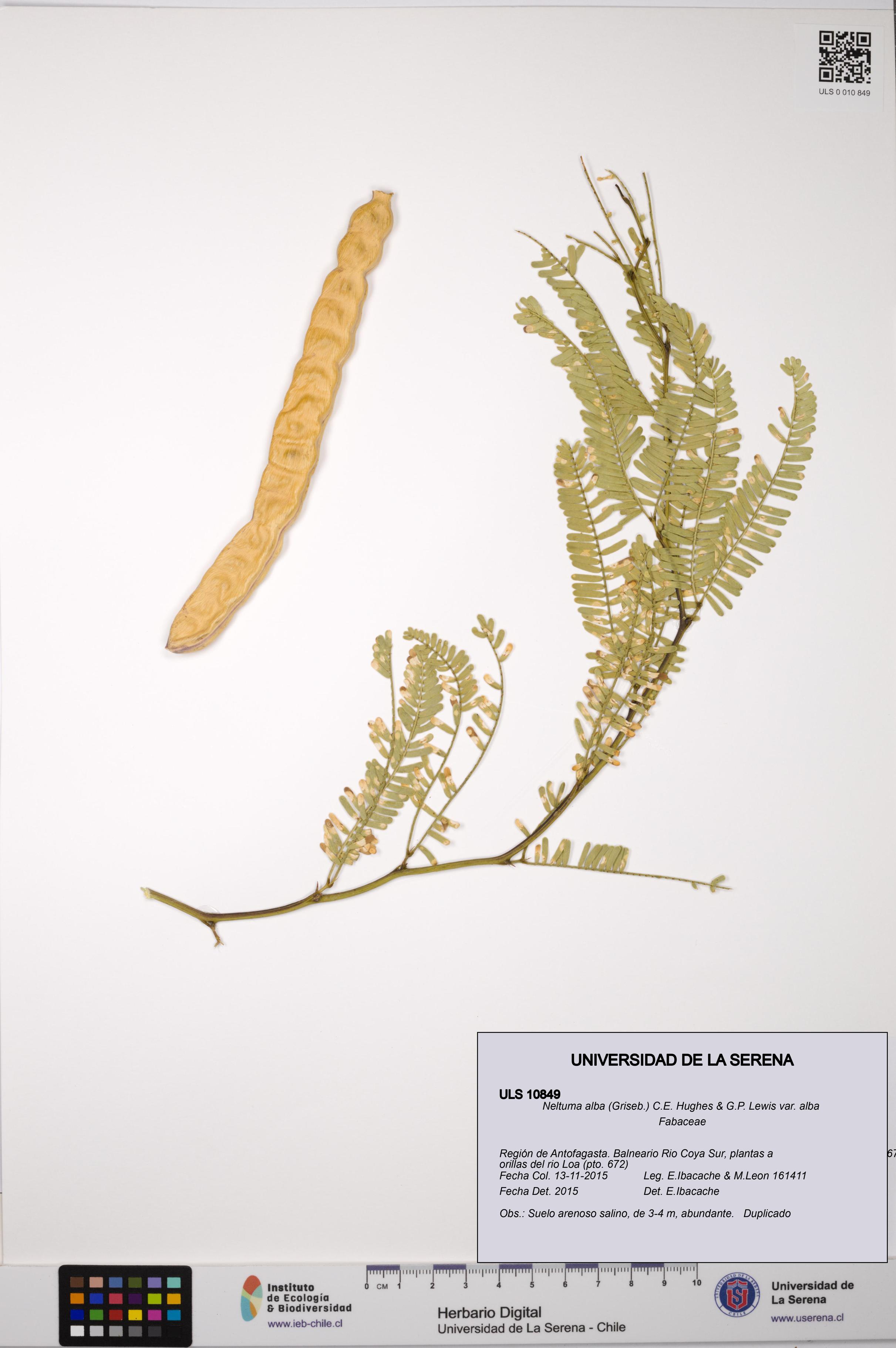 Neltuma alba var. alba [Espécimen: ULS:ULS:0010849]