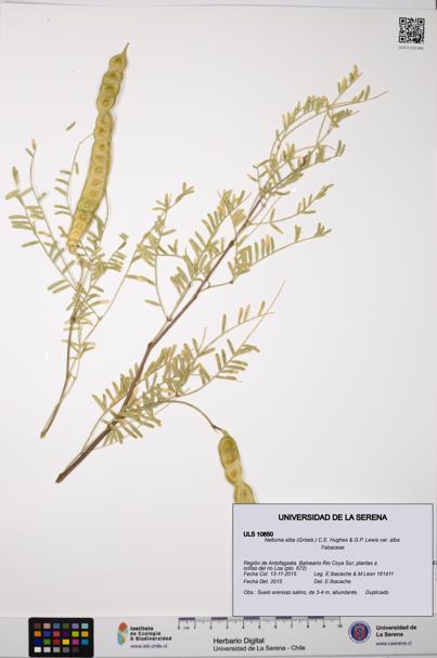 Neltuma alba var. alba [Espécimen: ULS:ULS:0010850]