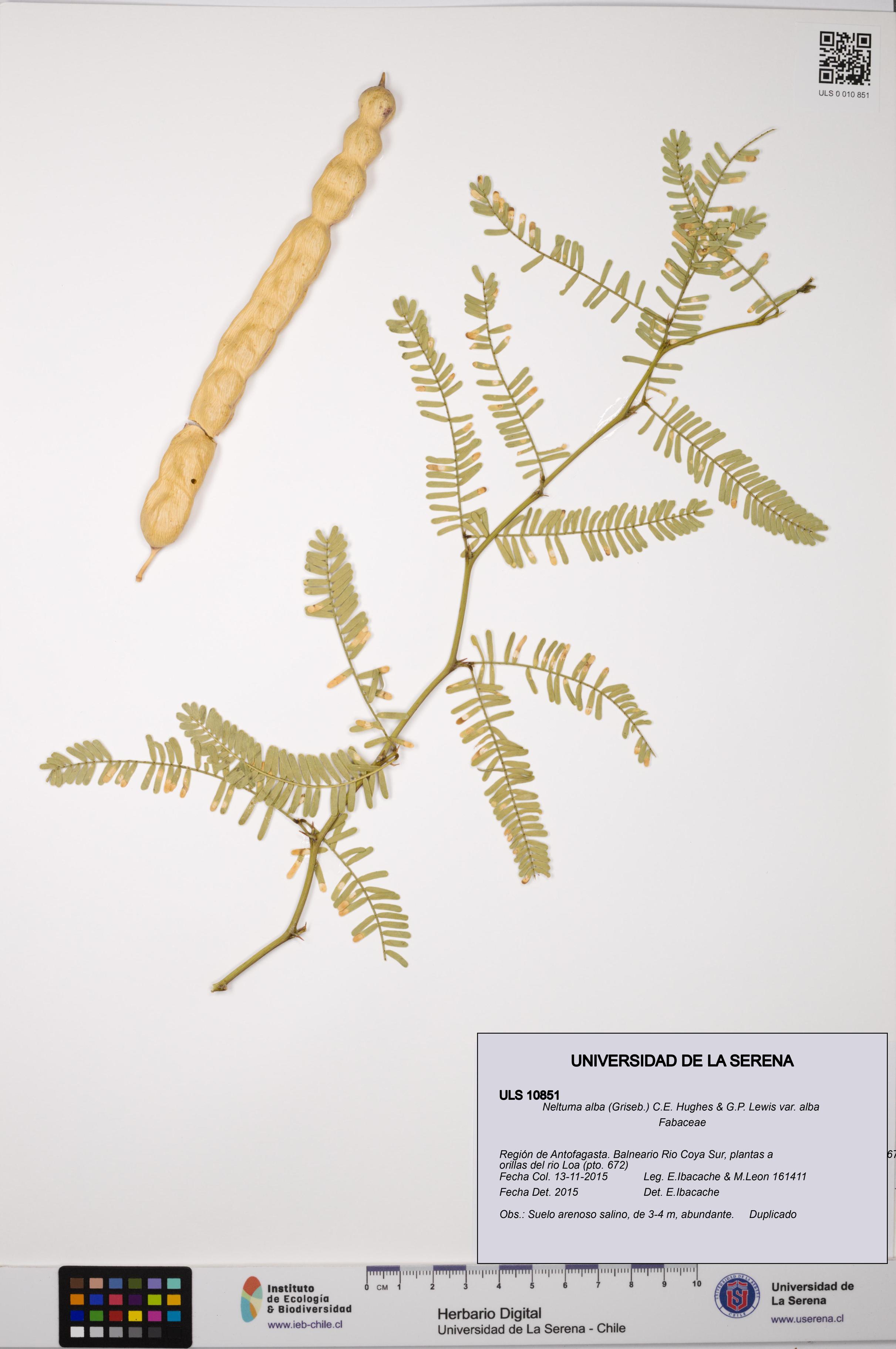 Neltuma alba var. alba [Espécimen: ULS:ULS:0010851]