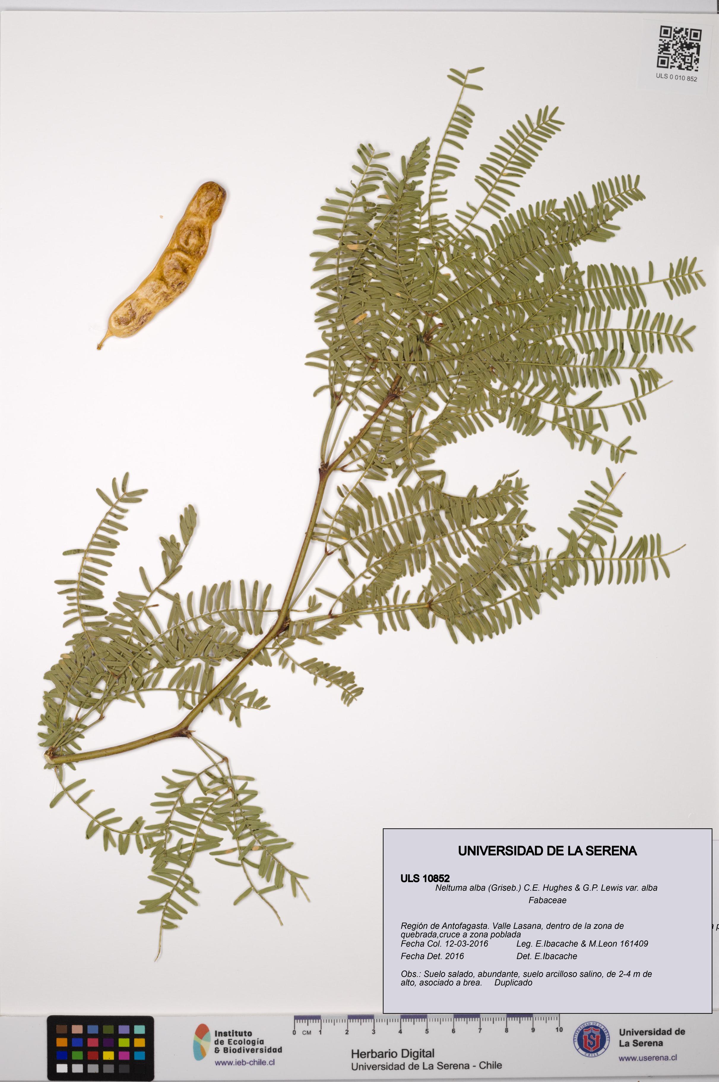 Neltuma alba var. alba [Espécimen: ULS:ULS:0010852]