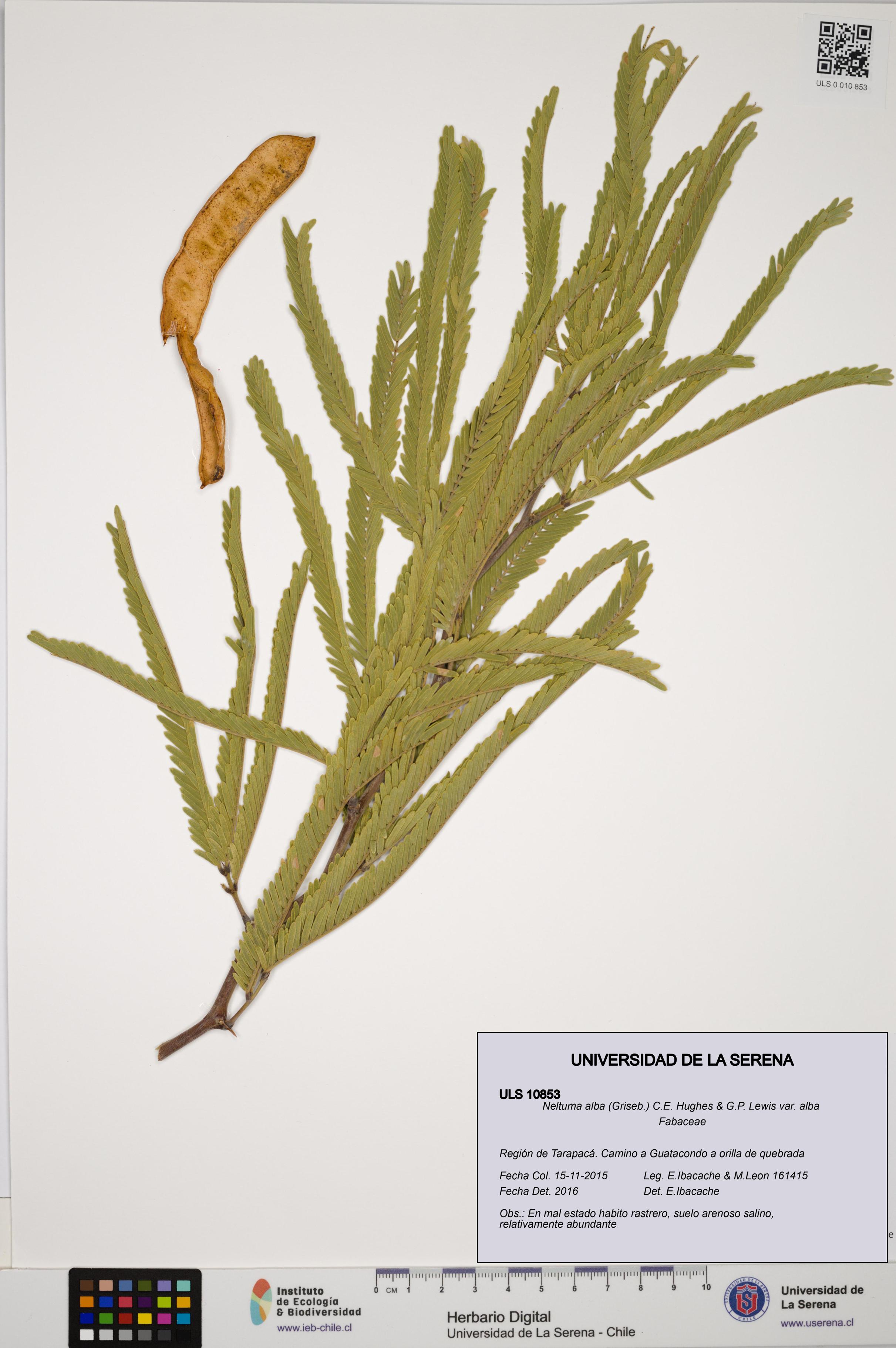 Neltuma alba var. alba [Espécimen: ULS:ULS:0010853]