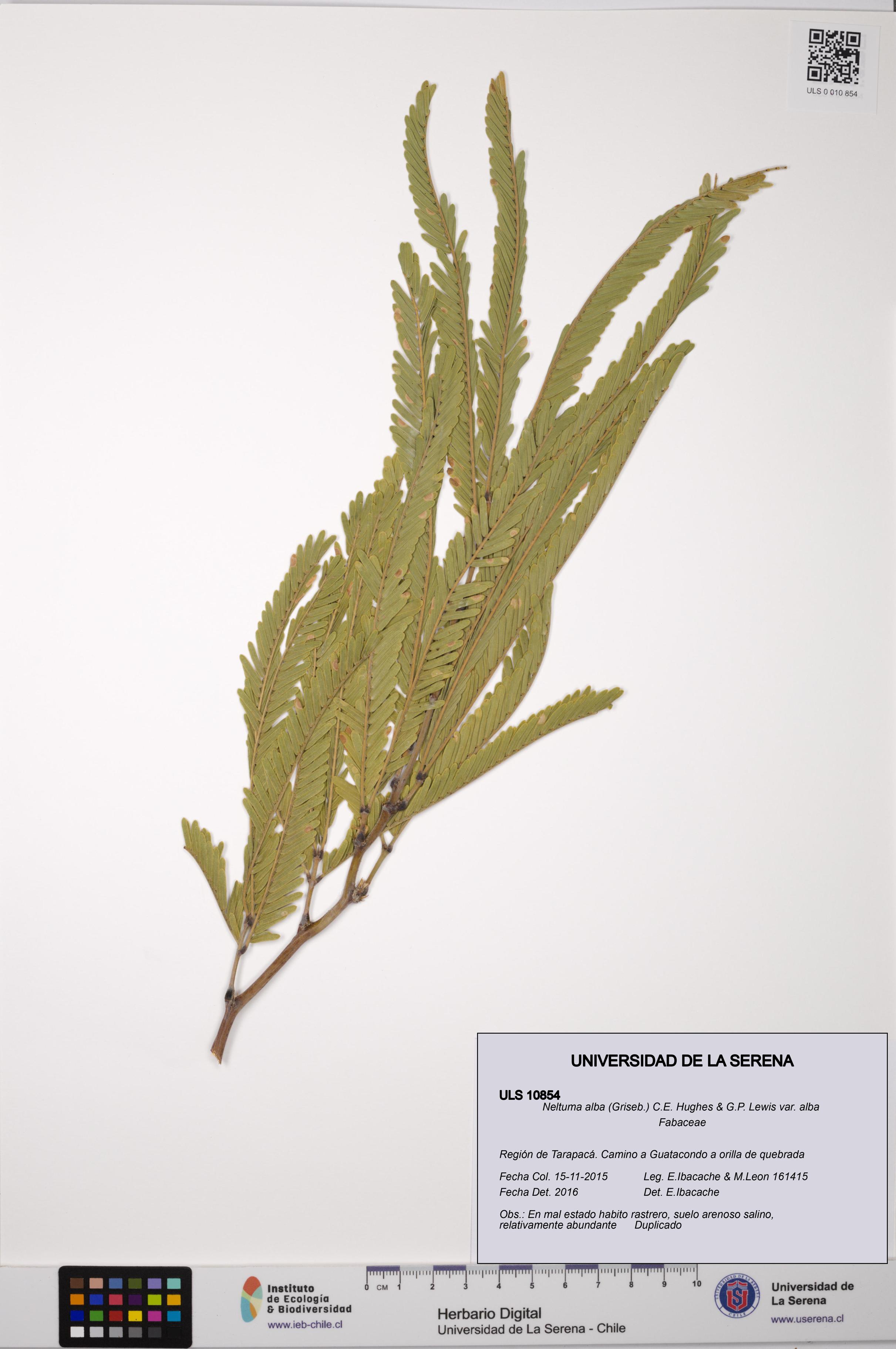 Neltuma alba var. alba [Espécimen: ULS:ULS:0010854]