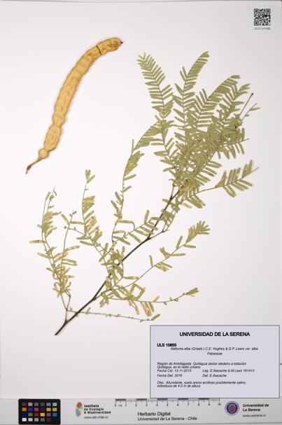 Neltuma alba var. alba [Espécimen: ULS:ULS:0010855]