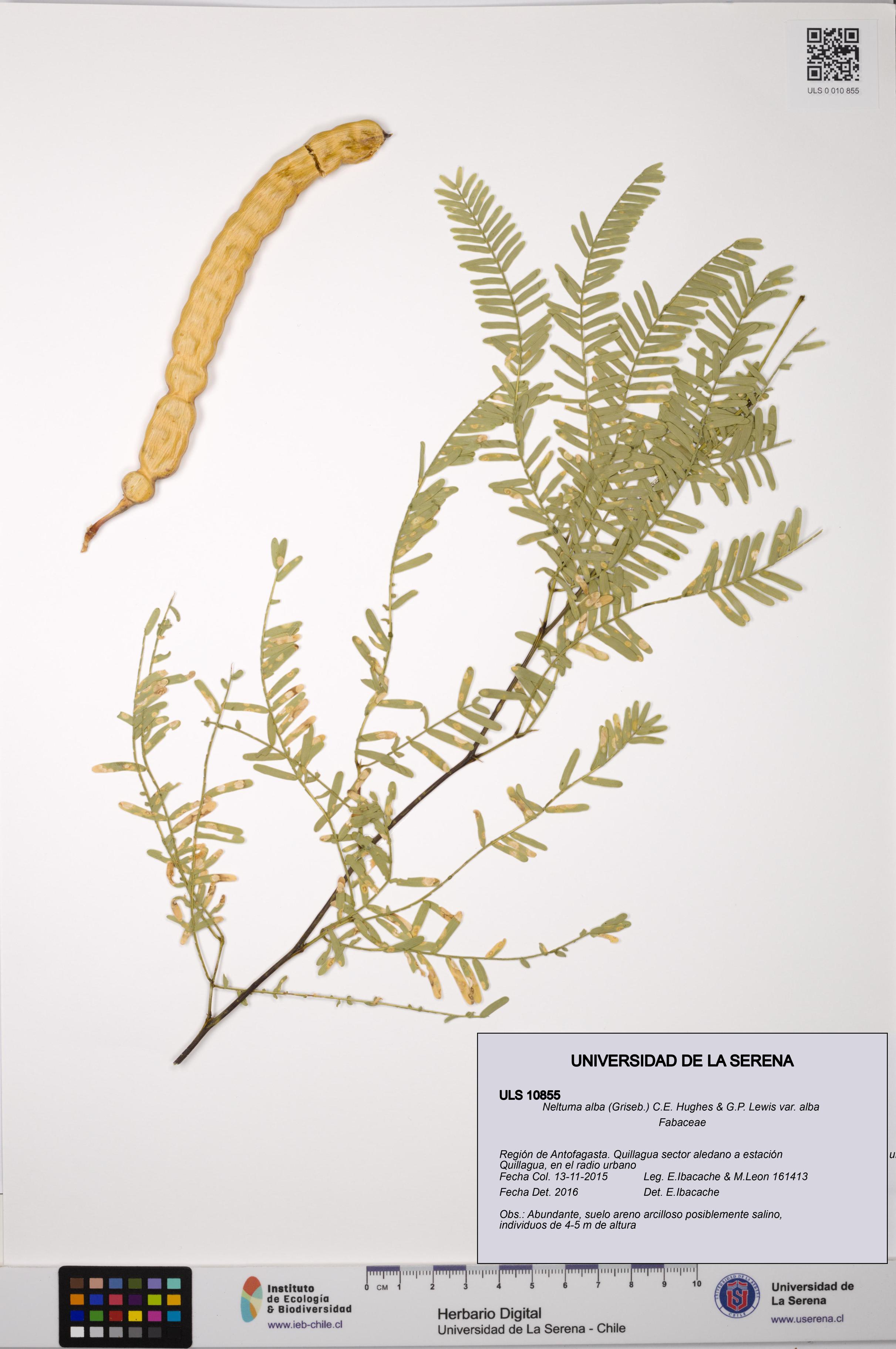 Neltuma alba var. alba [Espécimen: ULS:ULS:0010855]