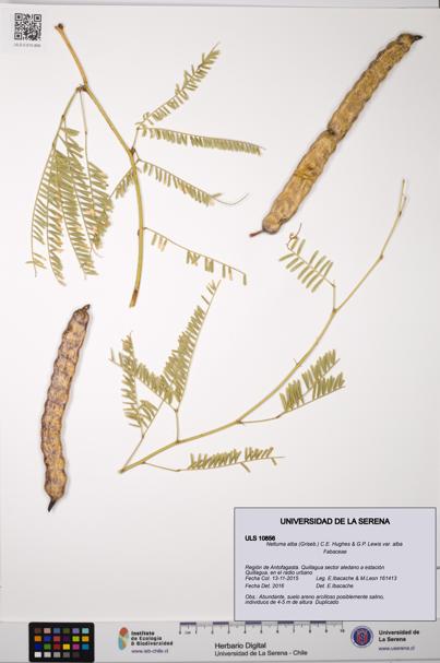 Neltuma alba var. alba [Espécimen: ULS:ULS:0010856]