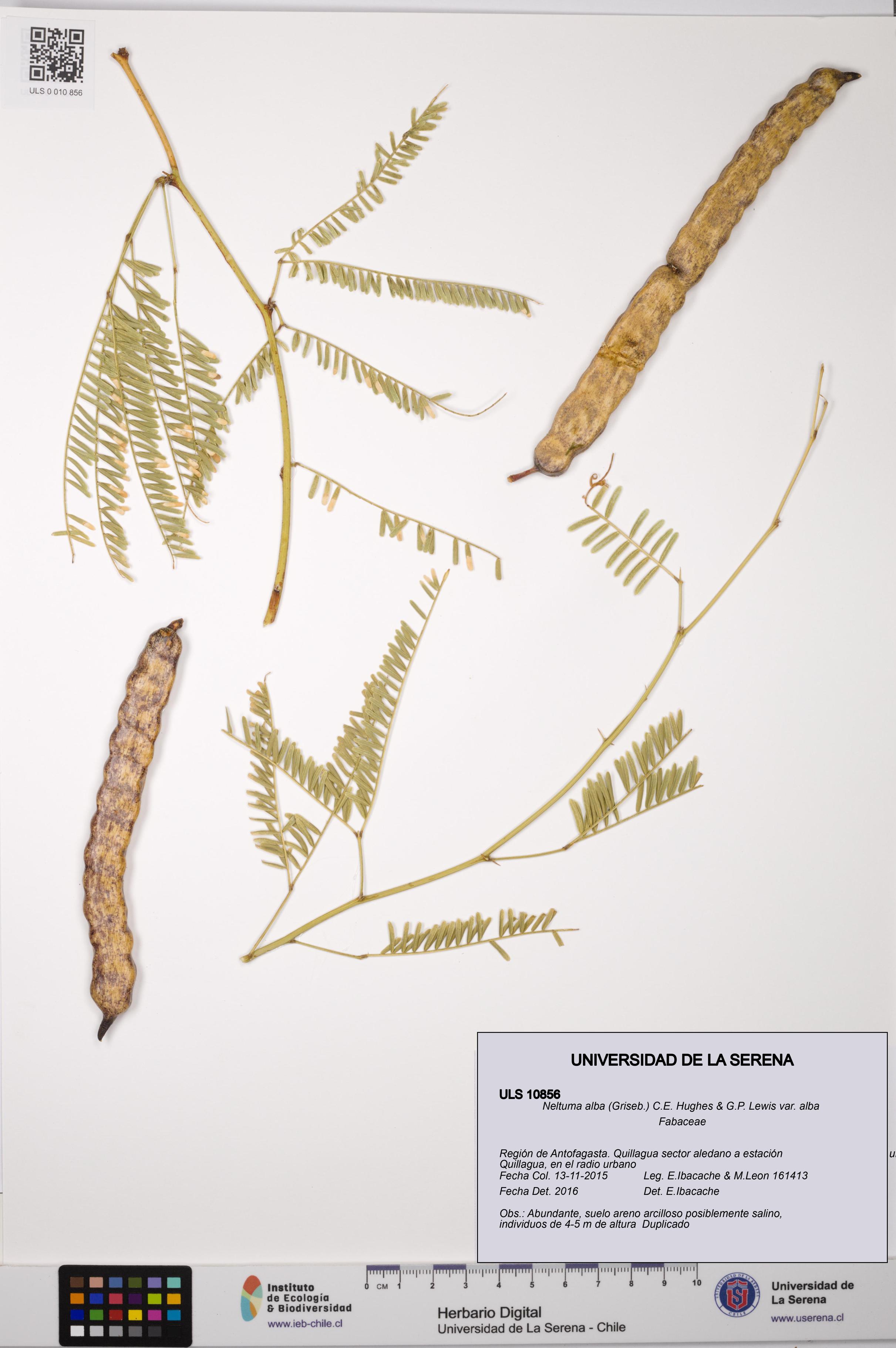 Neltuma alba var. alba [Espécimen: ULS:ULS:0010856]