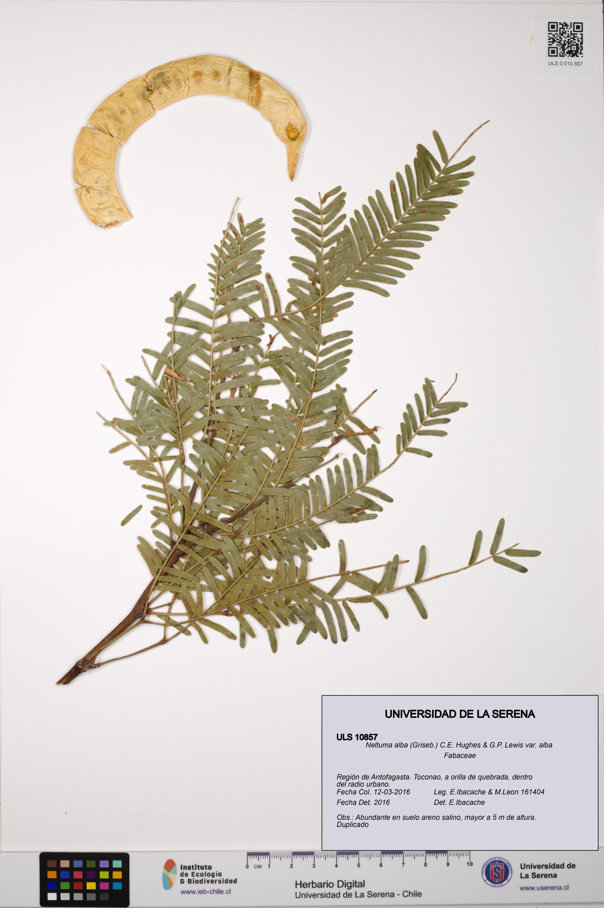 Neltuma alba var. alba [Espécimen: ULS:ULS:0010857]