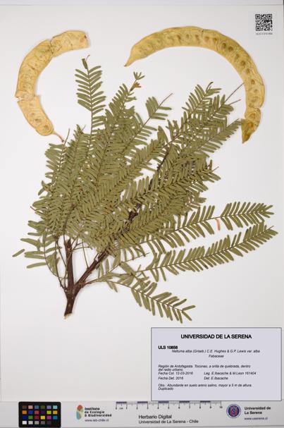 Neltuma alba var. alba [Espécimen: ULS:ULS:0010858]