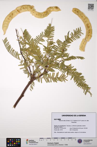Neltuma alba var. alba [Espécimen: ULS:ULS:0010859]