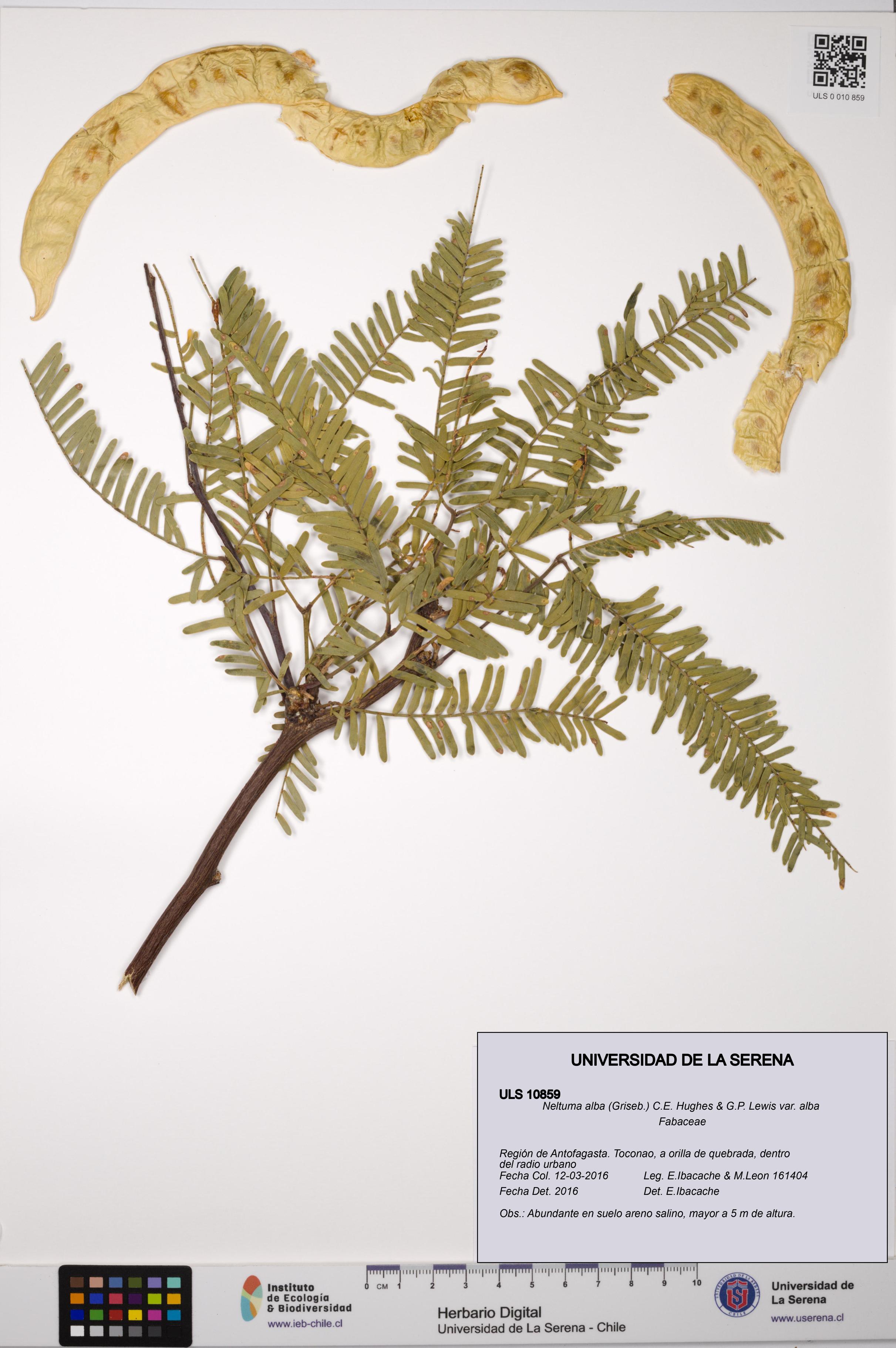 Neltuma alba var. alba [Espécimen: ULS:ULS:0010859]