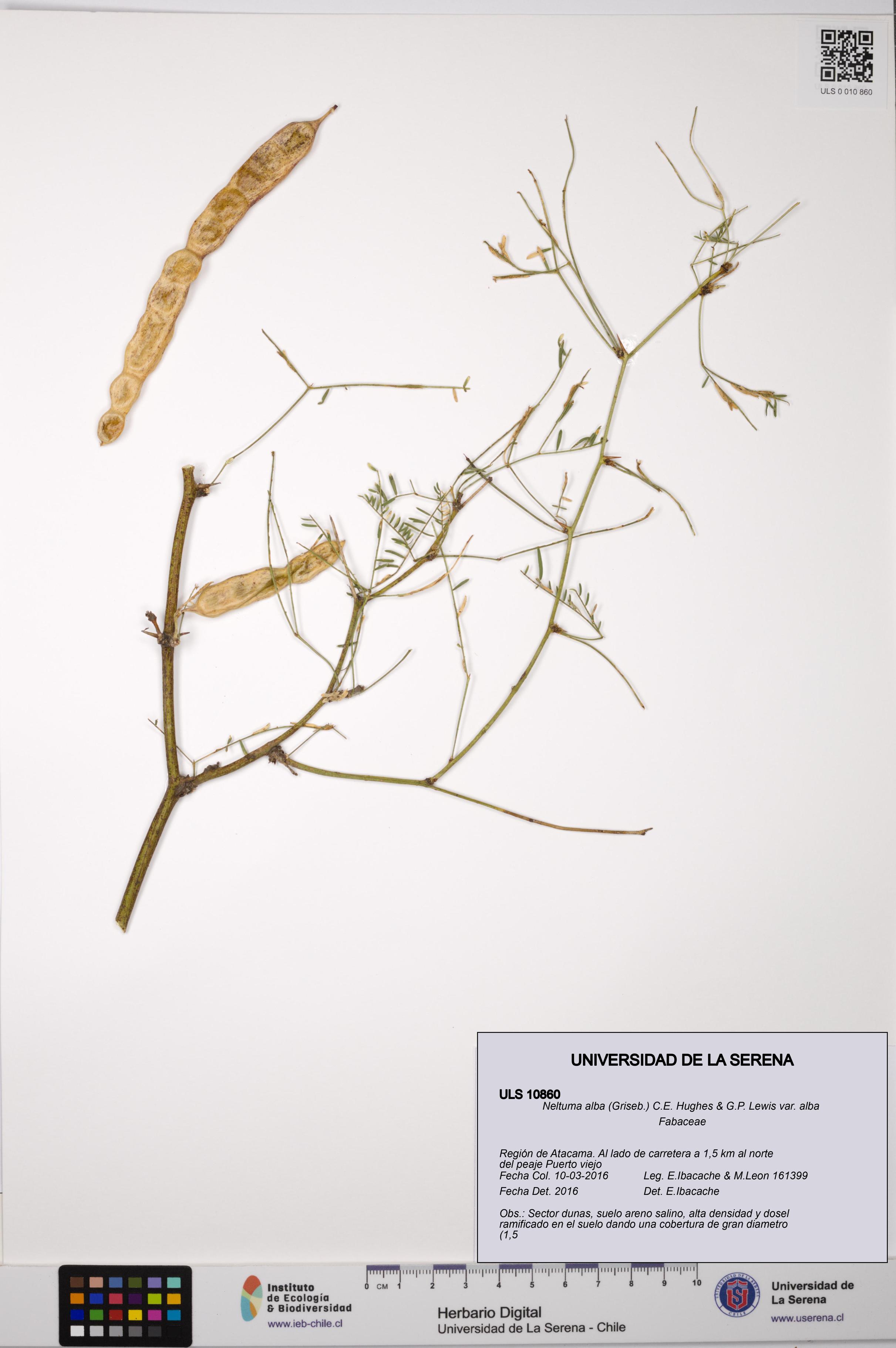 Neltuma alba var. alba [Espécimen: ULS:ULS:0010860]