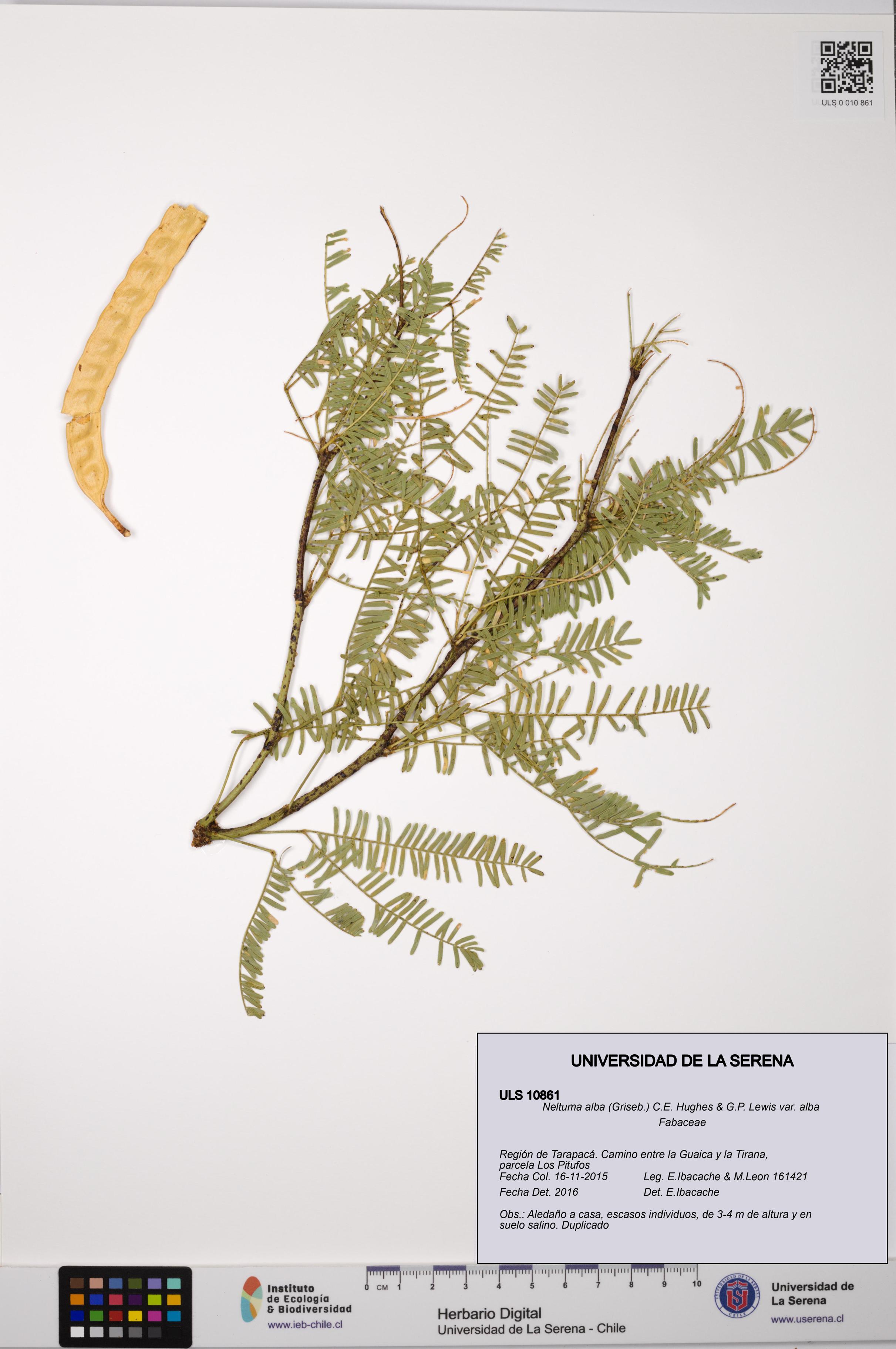 Neltuma alba var. alba [Espécimen: ULS:ULS:0010861]